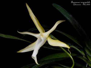 Angraecum sesquipedale