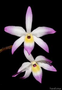 Dendrobium vietnamense