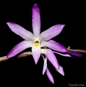 Dendrobium moniliforme