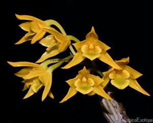 Dendrobium trigonopus