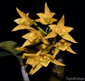 Dendrobium trigonopus