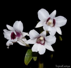 Dendrobium sanderae