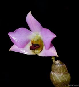 Dendrobium trantuanii