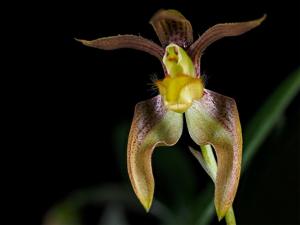 Bulbophyllum lasiochilum