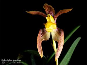 Bulbophyllum lasiochilum