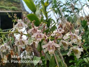 Dendrobium pseudoconanthum