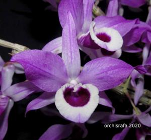 Dendrobium lituiflorum