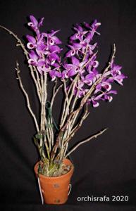 Dendrobium lituiflorum