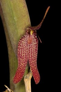 Restrepia chocoensis