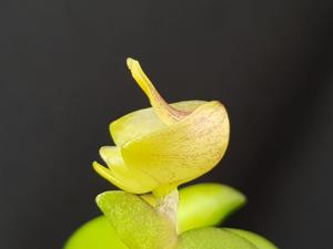 Dendrobium leonis