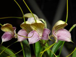 Masdevallia caudata