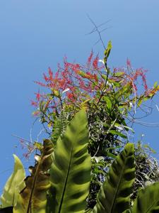 Renanthera elongata