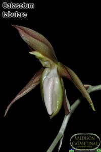 Catasetum tabulare