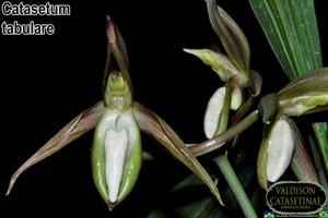 Catasetum tabulare