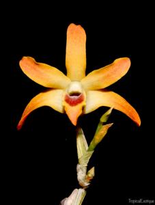 Dendrobium fanjingshanense