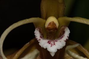 Maxillaria fractiflexa