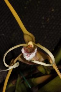 Maxillaria fractiflexa