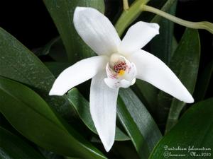 Dendrobium falcorostrum