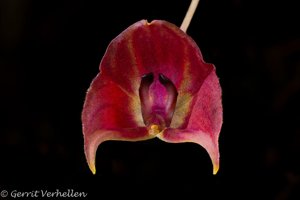 Lepanthes lucifer