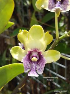 Dendrobium violaceoflavens