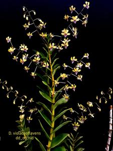 Dendrobium violaceoflavens