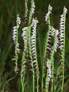 Spiranthes sinensis