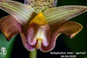 Bulbophyllum lobbii