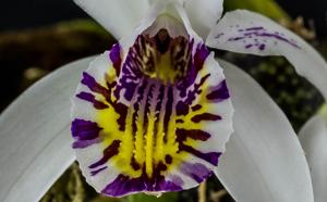 Pleione maculata