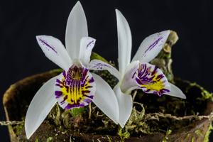 Pleione maculata