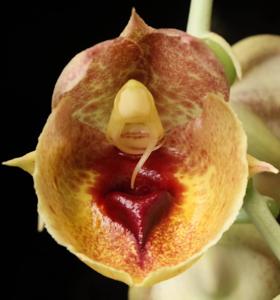 Catasetum expansum