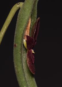 Pleurothallis dilemma