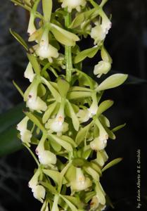 Epidendrum nutans