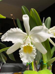 Cattleya gaskelliana