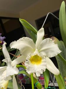 Cattleya gaskelliana