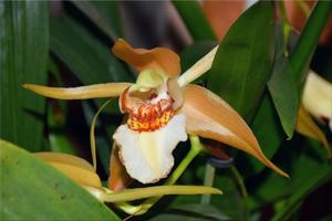 Coelogyne lawrenceana