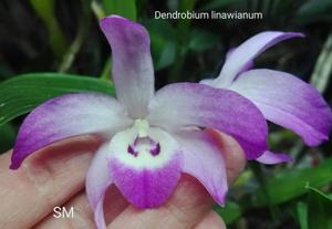 Dendrobium linawianum