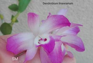 Dendrobium linawianum