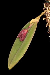 Dresslerella pertusa