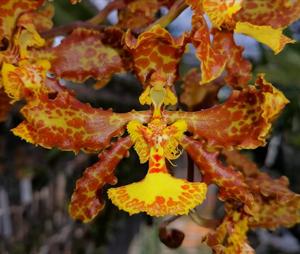 Trichocentrum stacyi