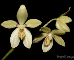 Phalaenopsis cochlearis