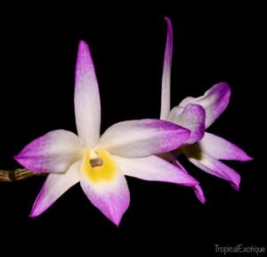 Dendrobium vietnamense