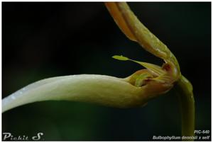 Bulbophyllum dennisii