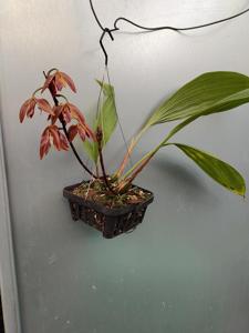 Houlletia odoratissima