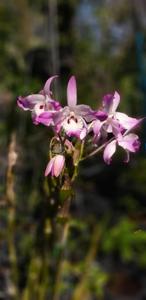 Dendrobium linawianum