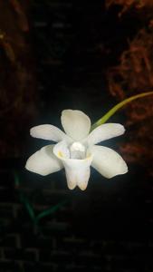 Thrixspermum formosanum