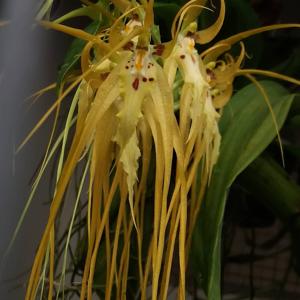 Brassia chloroleuca