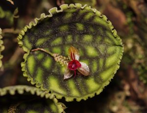 Lepanthes calodictyon