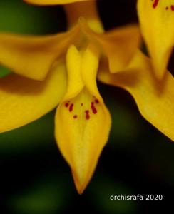 Guarianthe aurantiaca