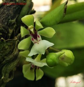 Smithsonia viridiflora