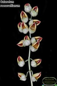 Catasetum rooseveltianum